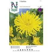 Vårlök Kaktusdahlia Hög Gul 1st Nelson Garden.