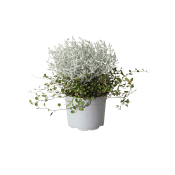 Mueca 12 cm.