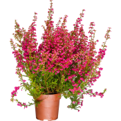 Ljung Erica 11cm kruka röd.