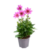 Dahlia 14 cm.