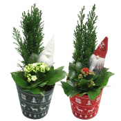 Arrangemang Jul Röda Korset traditionell (5 kr till RK) vit eller röd kruka ICA.