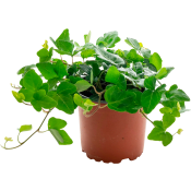 Hedera Helix 12cm 1st Spira blommor.