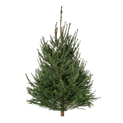 Rödgran 175-200 cm.