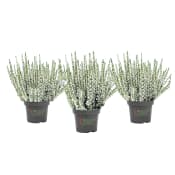 Ljung Beauty ladies vit 13cm.
