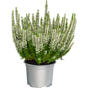 Ljung Calluna vit.