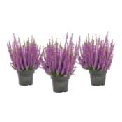 Ljung Beauty ladies lila 13cm.