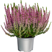 Ljung Calluna lila.