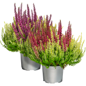 Ljung Colour crown 13 cm.