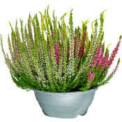 Ljung Calluna i skål 23cm kruka Höjd 25cm varierande färger.