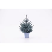 Blågran L 24cm kruka, höjd 70cm.