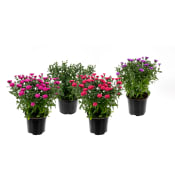Aster 17 cm.