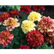 Tagetes 10,5 cm.