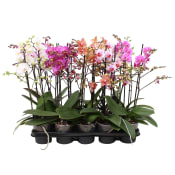 Orkidé Multiflora 12cm 45cm x10.