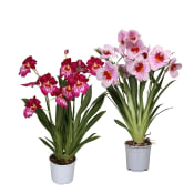 Orkidé Miltonia 12cm 45cm x10.