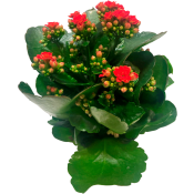 Krukväxt Kalanchoe Blossfeldiana Queen Röd 1st Spira blommor.