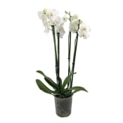 Phalaenopsisorkidé säsong 12cm kruka varierande färger.