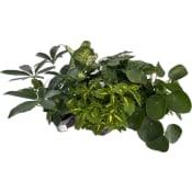 Gröna växter 12cm SE.