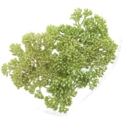Kärleksört 3 pack 50 cm.