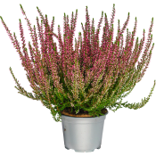 Ljung Calluna röd.