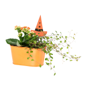 Arr Halloween Häxhatt 16cm x6.