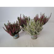 Ljung Calluna 10 cm.