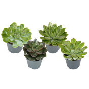 Echeveria mini med glitter 6cm kruka Höjd 12cm.