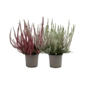Ljung Calluna, 10cm varierande färger.