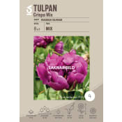 Tulpan Crispa Mix 8-p ICA Garden.