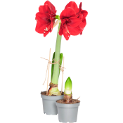 Amaryllis 12cm röd.