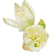 Amaryllis singel 1-p 80cm vit.