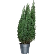 Ädelcypress 21 cm.