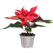 Julstjärna mini 6cm kruka Höjd 12cm röd.
