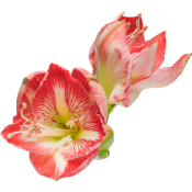 Amaryllis singel 1-p 80cm randig.
