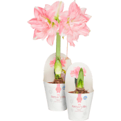 Amaryllis dubbel Rosa 13cm ICA.