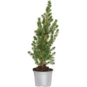 Julträd special 13cm kruka Höjd 45cm.