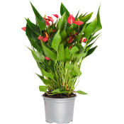 Anthurium Million 12cm kruka Höjd 40cm röd.