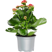 Kalanchoe 10,5cm Höjd 26cm röd.