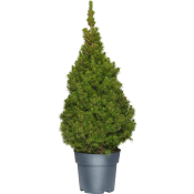 Sockertoppsgran 21 cm.
