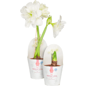 Amaryllis dubbel vit 13cm ICA.