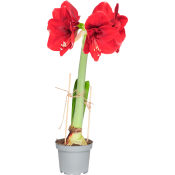 Amaryllis röd 12cm ICA.