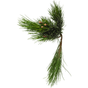 Pinus i bunt 50 cm.