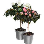 Azalea på stam.