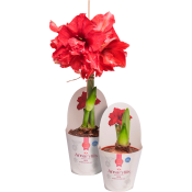 Amaryllis dubbel Röd 13cm ICA.