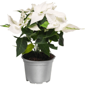 Princettia 12cm Pure White.
