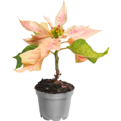 Julstjärna mini 6cm kruka Höjd 12cm varierande färger.