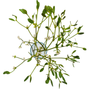Mistel 35cm.