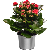 Kalanchoe 10,5 cm glitter.