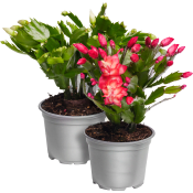 Julkaktus 12cm kruka Höjd 26cm varierande färger.