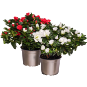 Azalea 14cm kruka Höjd 32cm varierande färger.