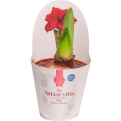 Amaryllis dubbel Röd 13cm ICA.